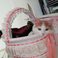 Tekir Kedi, Kedi  Lokum fotoğrafı