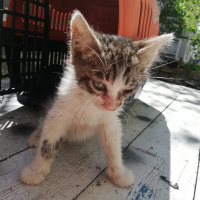 Tekir Kedi, Kedi  Tospik fotoğrafı