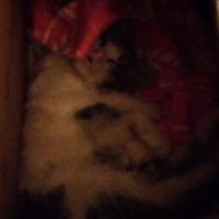 Tekir Kedi, Kedi  Tospik fotoğrafı