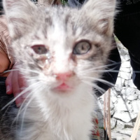 Tekir Kedi, Kedi  Tospik fotoğrafı