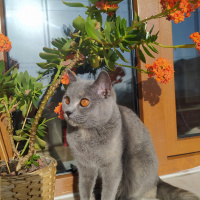 British Shorthair, Kedi  ponpon fotoğrafı