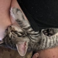 Tekir Kedi, Kedi  Sürmeli fotoğrafı