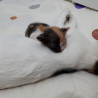 Tekir Kedi, Kedi  Tarçın fotoğrafı