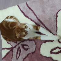 Tekir Kedi, Kedi  Tarçın fotoğrafı