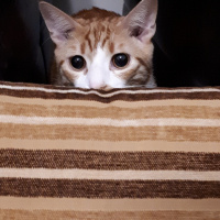 Tekir Kedi, Kedi  Tarçın fotoğrafı