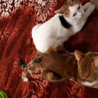 Tekir Kedi, Kedi  Tarçın fotoğrafı