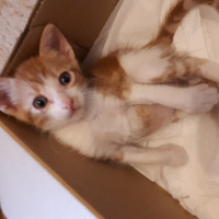 Tekir Kedi, Kedi  Tarçın fotoğrafı