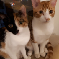 Tekir Kedi, Kedi  Tarçın fotoğrafı