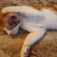 Tekir Kedi, Kedi  Tarçın fotoğrafı