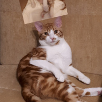 Tekir Kedi, Kedi  Tarçın fotoğrafı