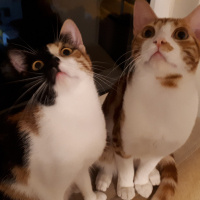 Tekir Kedi, Kedi  Tarçın fotoğrafı