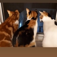Tekir Kedi, Kedi  Tarçın fotoğrafı