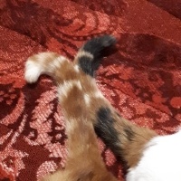 Tekir Kedi, Kedi  Tarçın fotoğrafı