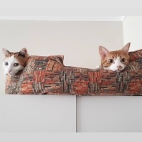 Tekir Kedi, Kedi  Tarçın fotoğrafı