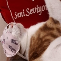 Tekir Kedi, Kedi  Tarçın fotoğrafı