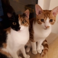 Tekir Kedi, Kedi  Tarçın fotoğrafı