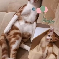 Tekir Kedi, Kedi  Tarçın fotoğrafı