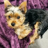 Yorkshire Terrier, Köpek  Zeus fotoğrafı