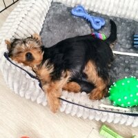 Yorkshire Terrier, Köpek  Zeus fotoğrafı