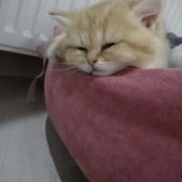 British Shorthair, Kedi  Tarçın fotoğrafı