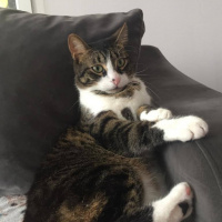 Tekir Kedi, Kedi  Zeytin fotoğrafı