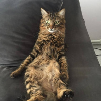 Tekir Kedi, Kedi  Mia fotoğrafı