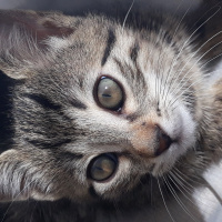 Tekir Kedi, Kedi  Deva fotoğrafı