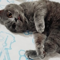 British Shorthair, Kedi  Hayal fotoğrafı