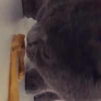 British Shorthair, Kedi  Hayal fotoğrafı