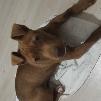 Amerikan Pitbull Terrier, Köpek  Nata fotoğrafı