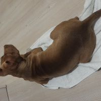 Amerikan Pitbull Terrier, Köpek  Nata fotoğrafı
