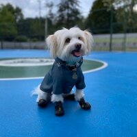 Maltese, Köpek  Marco fotoğrafı