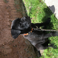 Cane Corso Italiano, Köpek  Gece fotoğrafı