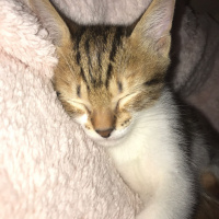 Tekir Kedi, Kedi  Alaca fotoğrafı