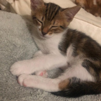 Tekir Kedi, Kedi  Alaca fotoğrafı