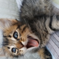 Tekir Kedi, Kedi  Aslan fotoğrafı