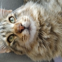 Tekir Kedi, Kedi  Aslan fotoğrafı