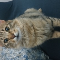 Tekir Kedi, Kedi  Aslan fotoğrafı