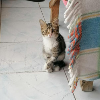 Tekir Kedi, Kedi  Küçük fotoğrafı