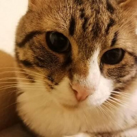 Tekir Kedi, Kedi  Küçük fotoğrafı