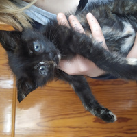 Tekir Kedi, Kedi  Mişa fotoğrafı