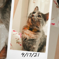 Norwegian Forest, Kedi  Goffy fotoğrafı