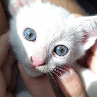 Tekir Kedi, Kedi  uzay fotoğrafı