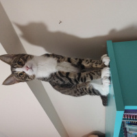 Tekir Kedi, Kedi  Dipper fotoğrafı