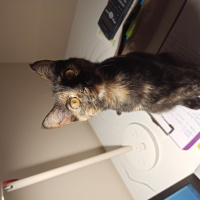 Tekir Kedi, Kedi  Mabel fotoğrafı