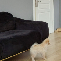 k443372 kullanıcısının #82532 peti