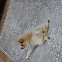 Finnish Spitz, Köpek  Lili fotoğrafı