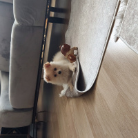 Finnish Spitz, Köpek  Lili fotoğrafı