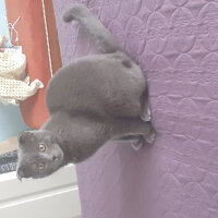 Scottish Fold, Kedi  Memati fotoğrafı