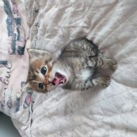 Norwegian Forest, Kedi  Tosbik fotoğrafı